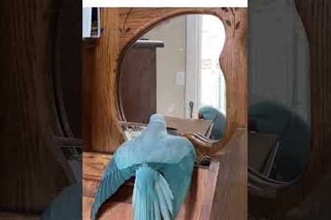 Playful Parrot Poses In Front of Mirror