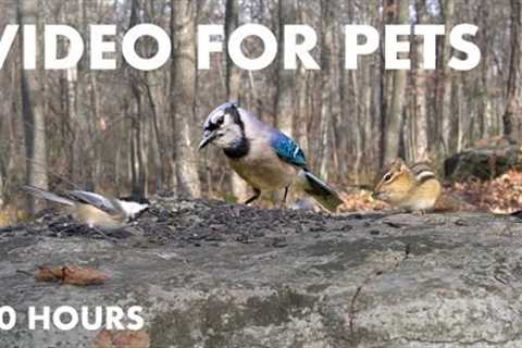 Birds, Squirrels and Chipmunks in a Canadian Forest - 10 Hour Cat TV for Pets 😺 - Nov 26, 2024