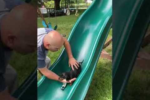 Sweet Pinscher Puppy Loves Going Down Playground Slide!