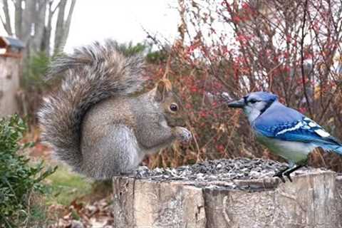 Blue Jays, Red Squirrels and Beautiful Backyard Animals - 10 hour Cat TV for Pets 😺 - Nov 27, 2024