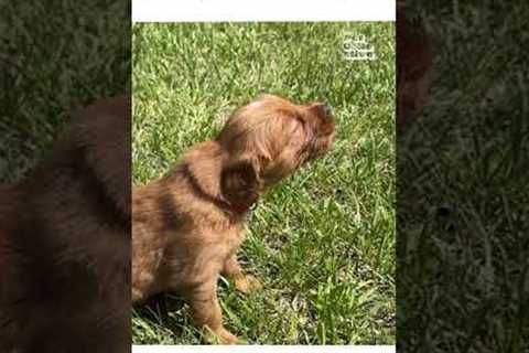 Puppy Howls For The First Time!