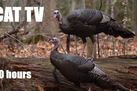 Wild Turkeys in the Forest - 10 Hour Relaxing Cat TV for Pets and People to Watch 😺 - Nov 29, 2024