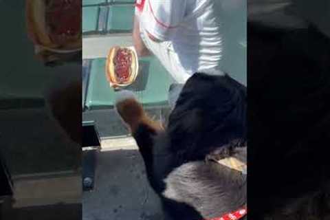 Bernese Mountain Dog Tries to Get Hotdog Through Glass Barrier