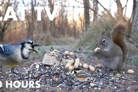 Saturday Morning Cartoons for Pets - 10 Hours of Beautiful Birds and Squirrels - Nov 30, 2024