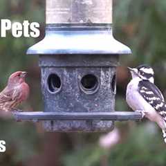 Woodpeckers, Cardinals, Sparrows and Beautiful Birds - 10 Hour Cat TV for Pets 😺 - Dec 01, 2024