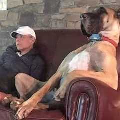 This Great Dane Dog will make you LAUGH ALL DAY 😂