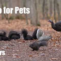 Turkeys, Squirrels and Forest Friends in Harmony - 10 Hour Cat TV for Pets - Dec 02, 2024