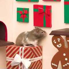 Chubby Cheeks: A Hamster's Holiday Journey ❄️ | AMAZING Hamster Maze Video Compilation