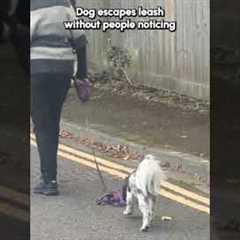 Dog Slips Harness Without People Noticing!