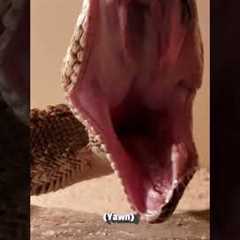 Snake Super Yawn | Pets Translated