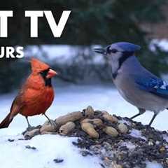 Birds and Squirrels Playing in the Snow - 10 hour Video for Pets - Cat TV 😺 - Dec 05, 2024