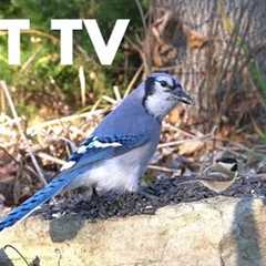 Blue Jays, Cardinals, Sparrows and Cute Critters - 10 Hour Cat TV for Cats to Watch - Dec 08, 2024