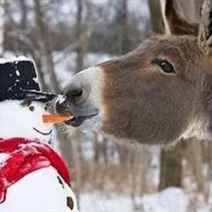 Animal Discovering Snow For The First Time, TRY NOT TO LAUGH!