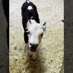 Baby Cow Finally Learns How to Moo!