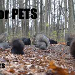 Squirrels, Turkeys and Forest Friends on the Trail - 10 hour Cat TV for Pets to Watch - Dec 10, 2024