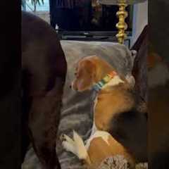 Beagle Sits Calmly as Another Dog Wags Tail in Her Face (Via - Laura B.)