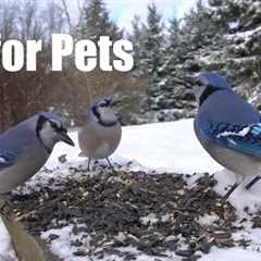 Beautiful Birds in the Snow - 10 Hour Cat TV for Pets and People to Watch - Dec 11, 2024