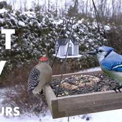 Woodpeckers, Jays and Beautiful Backyard Birds in the Snow - 10 hour Cat TV for Pets - Dec 13, 2024