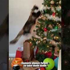 Cats vs. Christmas Trees #Cats #Christmas #Holidays #Funny #FunnyCats #Kittens