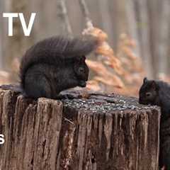 Black Squirrels, Chickadees and Animals in the Forest - 10 hour Cat TV for Pets 😺 - Dec 20, 2024