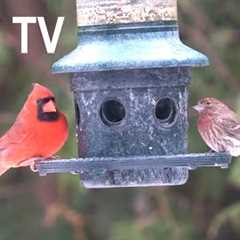 Cardinals, Sparrows and Birds in the Freezing Rain - 10 hour Video for Pets - Cat TV - Dec 21, 2024