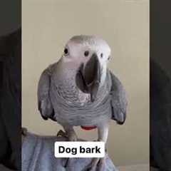 Super Smart Parrot Identifies Sounds