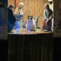 Oh come let us adore him🎄😹  #Cats #CatLife #Christmas #NativityScene #CatLovers