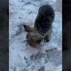 🎶 There goes frosty's nose 🎶  #Snow #Snowman #Dogs #Yorkie #YorkshireTerrier