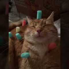 Cat Sits Still as It Gets Decorated With Candy (Via -  Iben J.)