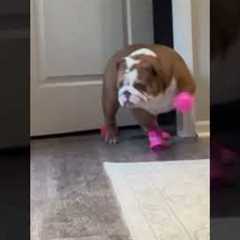 Funny Bulldog Doesn't Like New Rain Boots