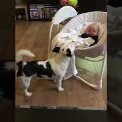 Puppy Steals Blanket From Baby