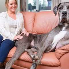 Great Dane Is Not Just The TALLEST But Also Very FUNNY! 😂