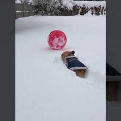 Funny French Bulldog Loves Playing With Ball In Snow