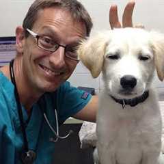 Vet Becomes Best Friends With All The Dogs ❤️