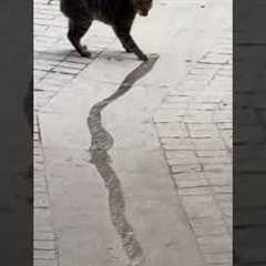 Adorable Cat Playfully Chases Water on Street