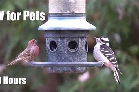 Woodpeckers, Cardinals, Sparrows and Beautiful Birds - 10 Hour Cat TV for Pets 😺 - Dec 01, 2024