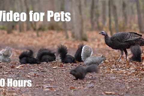 Turkeys, Squirrels and Forest Friends in Harmony - 10 Hour Cat TV for Pets - Dec 02, 2024