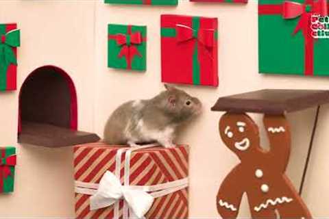 Chubby Cheeks: A Hamster's Holiday Journey ❄️ | AMAZING Hamster Maze Video Compilation