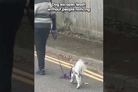 Dog Slips Harness Without People Noticing!