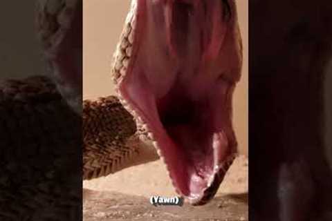 Snake Super Yawn | Pets Translated