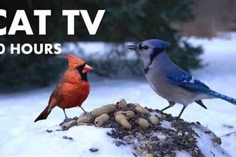 Birds and Squirrels Playing in the Snow - 10 hour Video for Pets - Cat TV 😺 - Dec 05, 2024