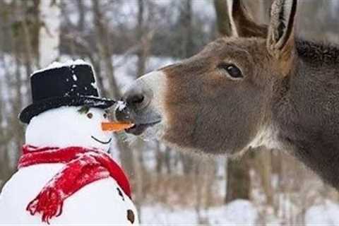 Animal Discovering Snow For The First Time, TRY NOT TO LAUGH!