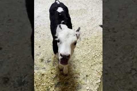 Baby Cow Finally Learns How to Moo!