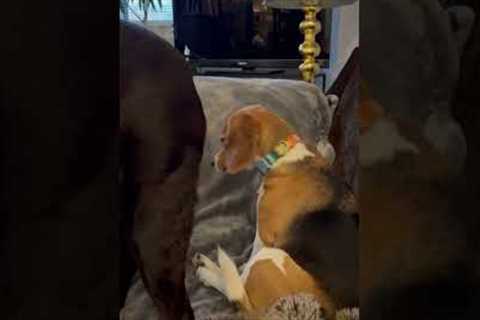 Beagle Sits Calmly as Another Dog Wags Tail in Her Face (Via - Laura B.)