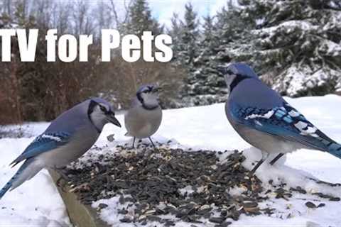 Beautiful Birds in the Snow - 10 Hour Cat TV for Pets and People to Watch - Dec 11, 2024