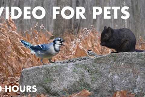 10 Hours of Birds, Squirrels and Forest Friends - Cat TV for Pets to Watch 😺 - Dec 12, 2024