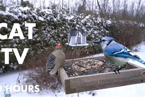 Woodpeckers, Jays and Beautiful Backyard Birds in the Snow - 10 hour Cat TV for Pets - Dec 13, 2024