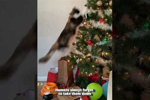 Cats vs. Christmas Trees #Cats #Christmas #Holidays #Funny #FunnyCats #Kittens