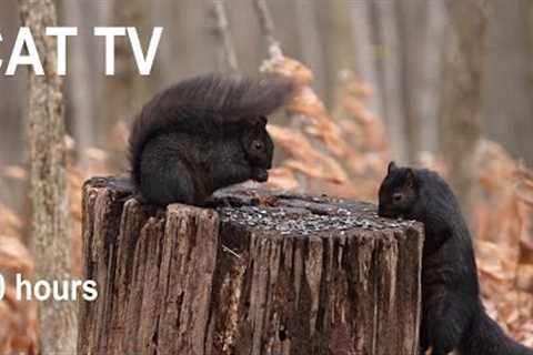 Black Squirrels, Chickadees and Animals in the Forest - 10 hour Cat TV for Pets 😺 - Dec 20, 2024