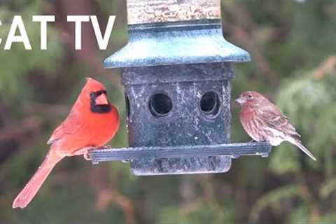 Cardinals, Sparrows and Birds in the Freezing Rain - 10 hour Video for Pets - Cat TV - Dec 21, 2024